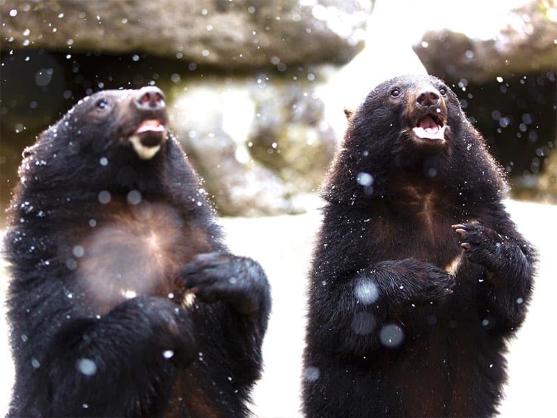 奥飛騨クマ牧場