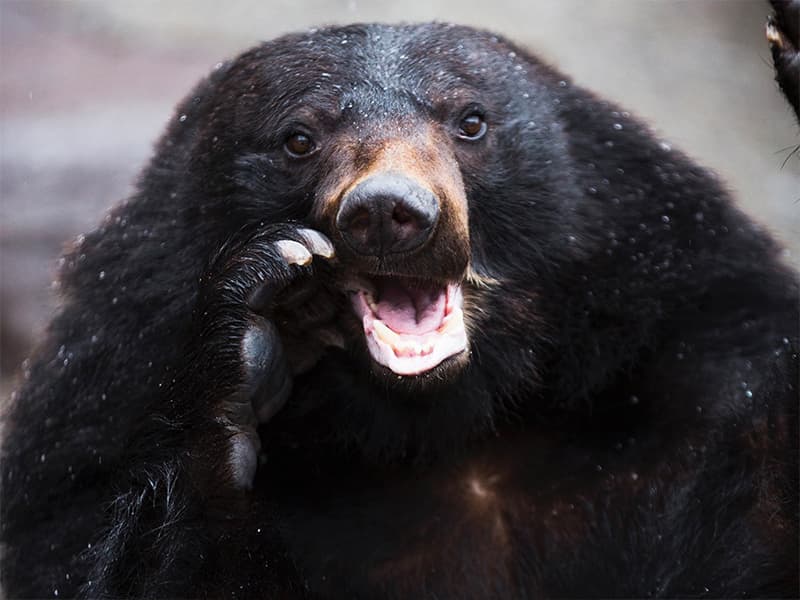 奥飛騨クマ牧場