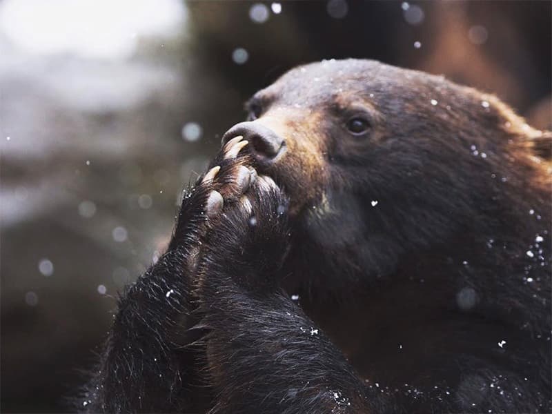 奥飛騨クマ牧場